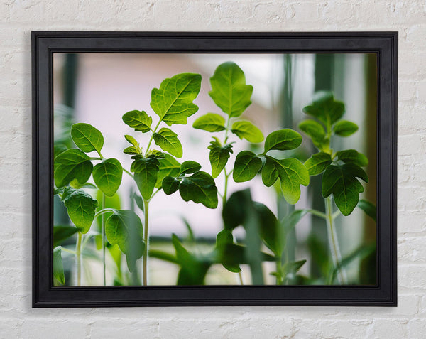 Baby foliage growing