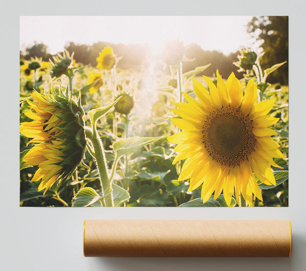 Sunflowers Standing Tall