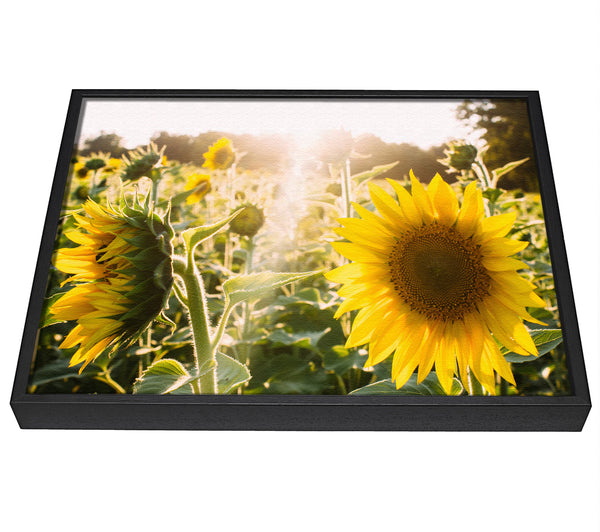 A picture of a Sunflowers standing tall framed canvas print sold by Wallart-Direct.co.uk