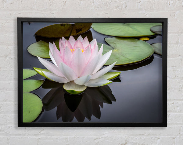 Pond plant floating on the lake