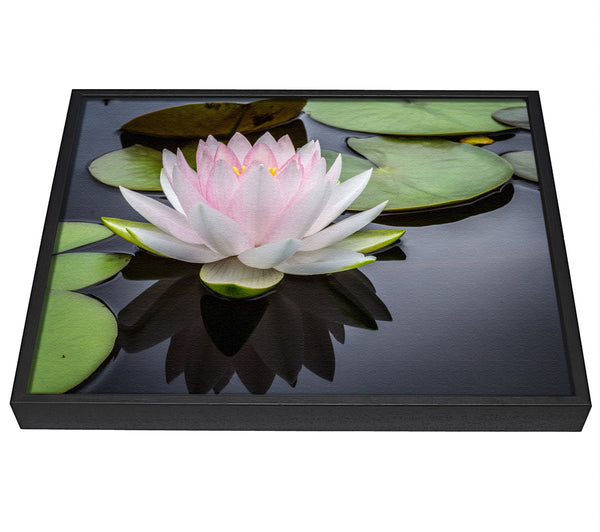 A picture of a Pond plant floating on the lake framed canvas print sold by Wallart-Direct.co.uk