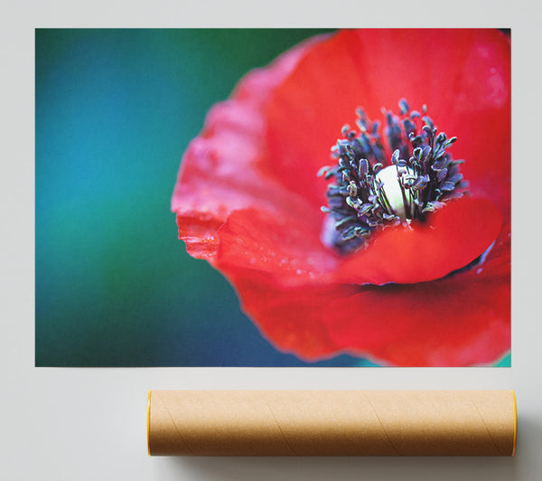 Close Look Inside A Poppy