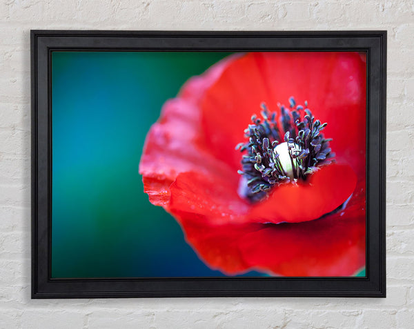 close look inside a poppy