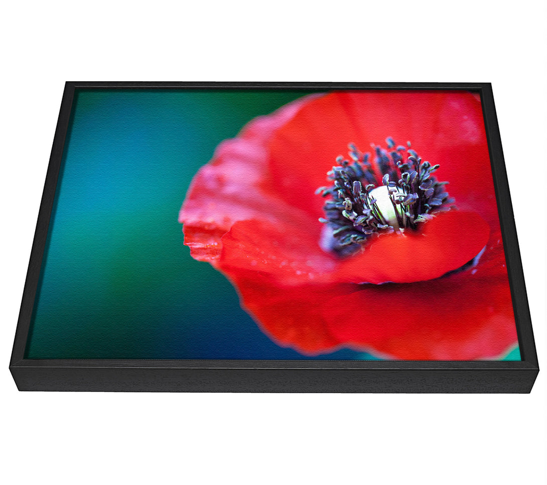 A picture of a close look inside a poppy framed canvas print sold by Wallart-Direct.co.uk