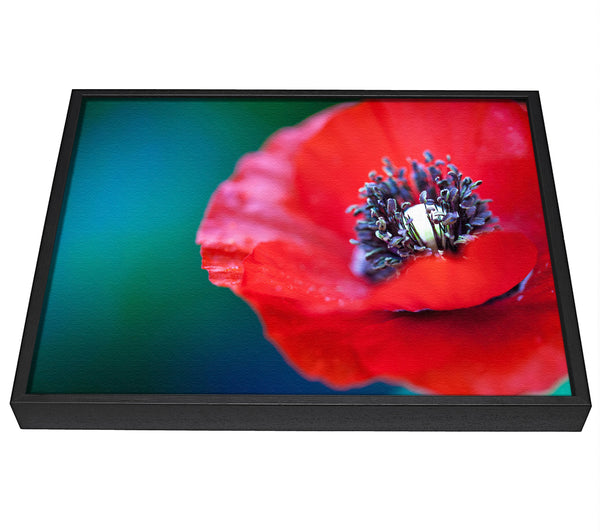 A picture of a close look inside a poppy framed canvas print sold by Wallart-Direct.co.uk