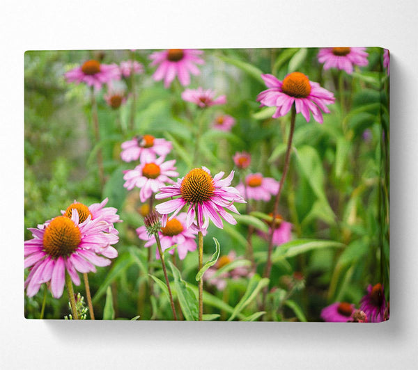 Pink flowers down below in the grass