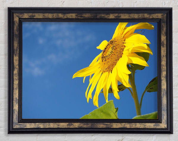 Yellow sunflower standing above the rest