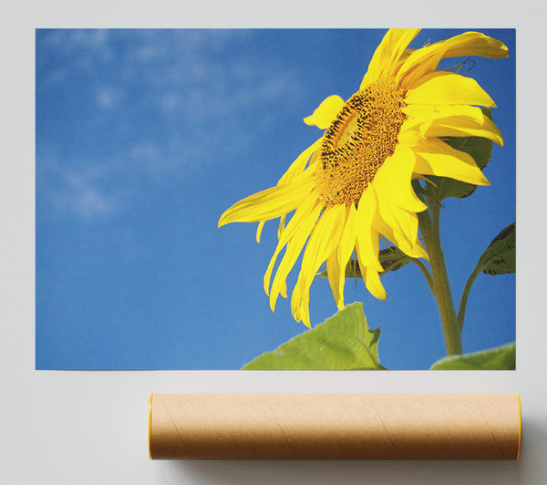 Yellow Sunflower Standing Above The Rest