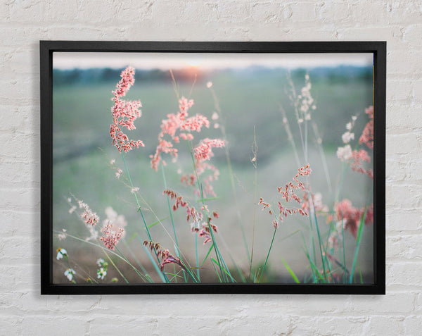 Peach coloured flowers in the morning meadow