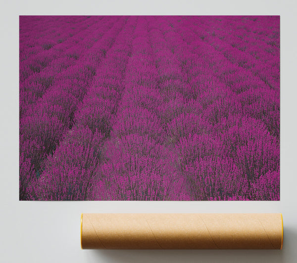 Impressive Fields Of Lavender