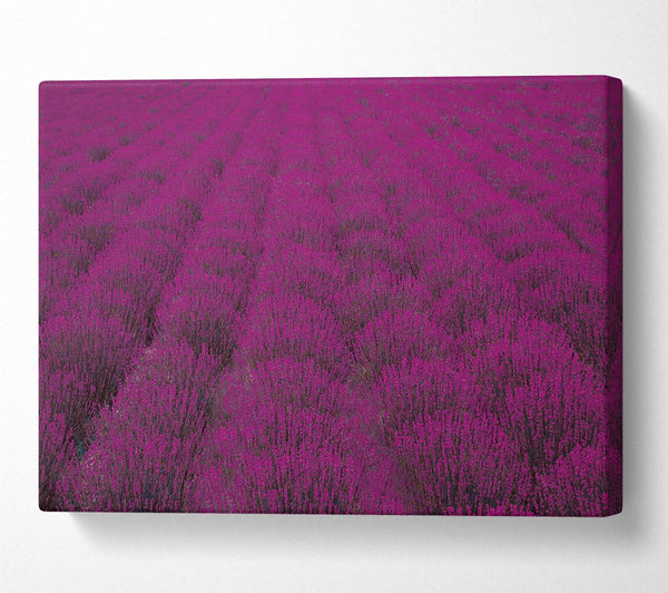 Impressive fields of lavender