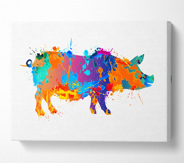 Colour splash Pig