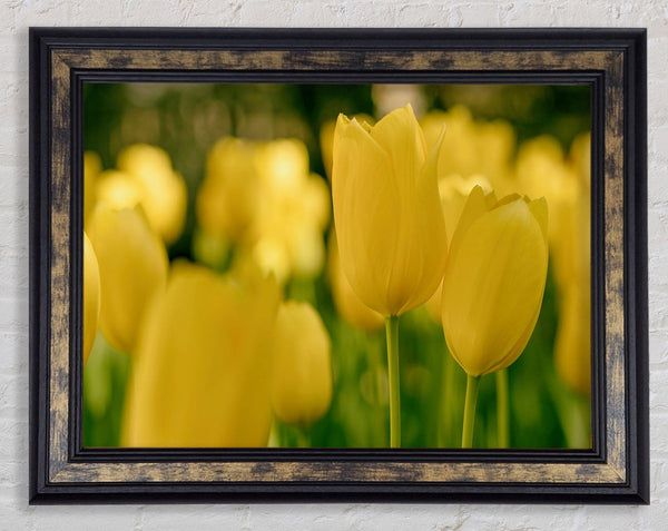 Yellow tulips supreme