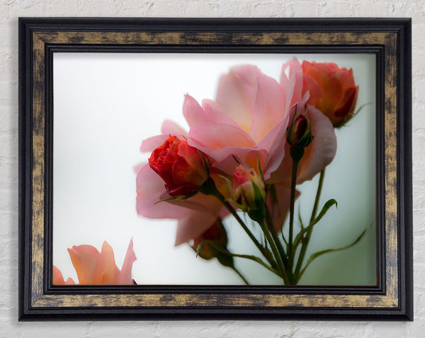 An array of pink flowers