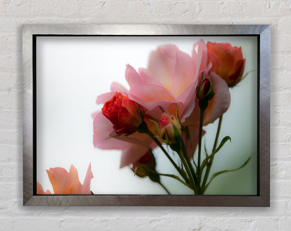 An array of pink flowers