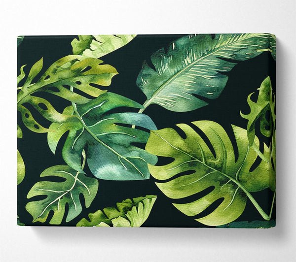 Monstera Mixed Leaves