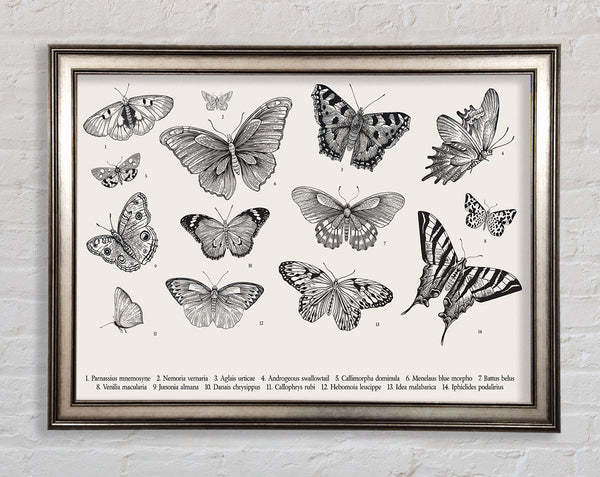 British Butterflies