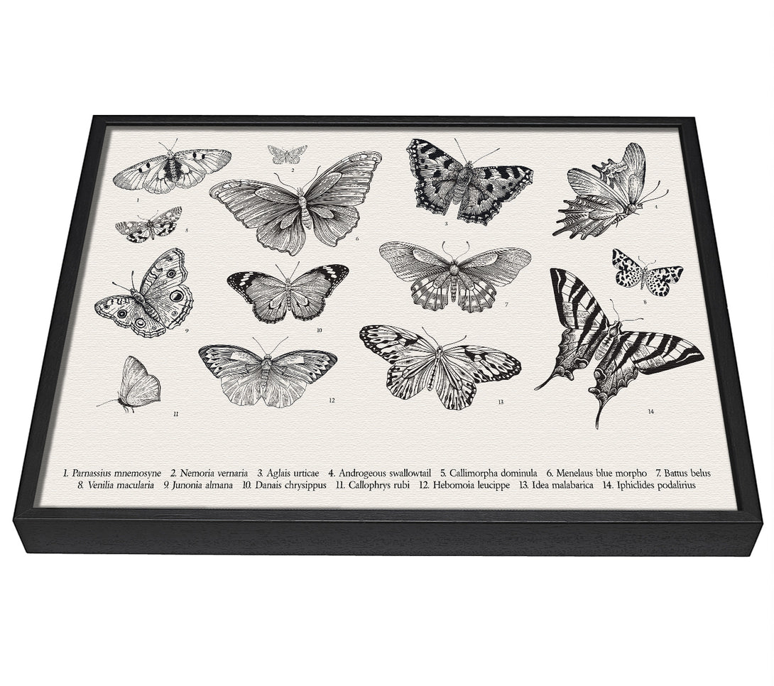 A picture of a British Butterflies framed canvas print sold by Wallart-Direct.co.uk