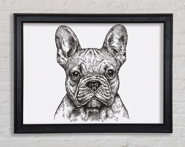 French Bulldog Sketch