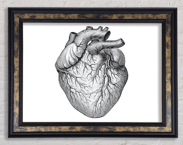 Anatomy Of The Heart