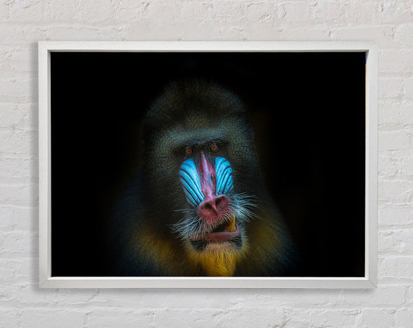 Mandrill-Wut