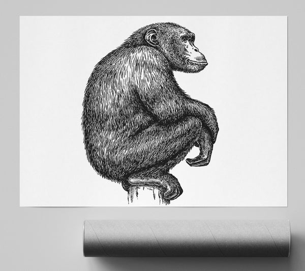 Chimpanzee Sitting