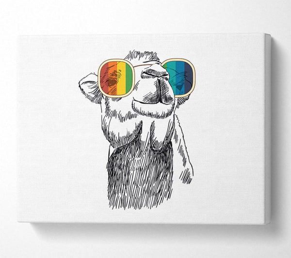 Colourful Glasses Camel