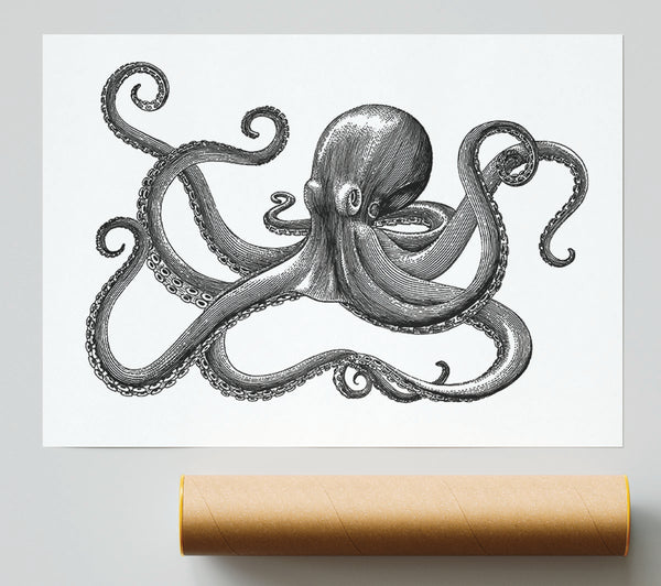 Octopus Illustration