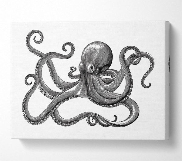 Octopus Illustration