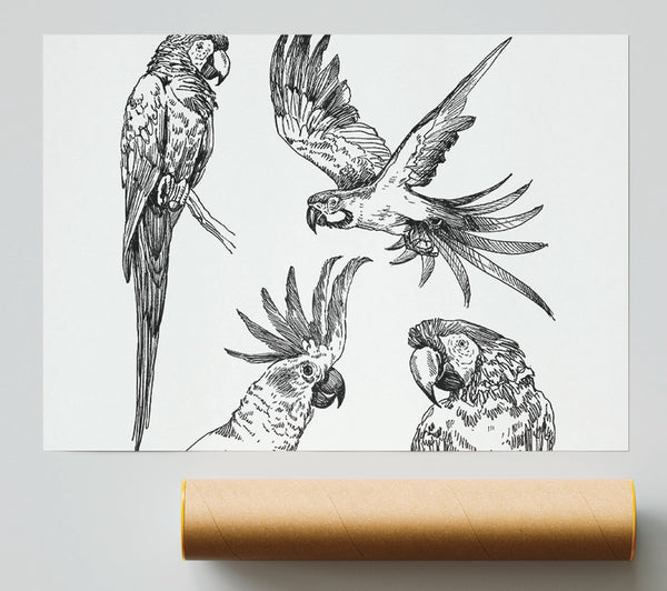 Parrots In Flight Illustration