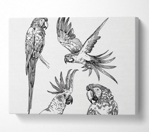 Parrots In Flight Illustration