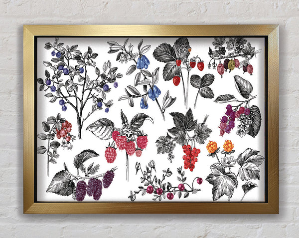 Collage Of Flowers And Berries