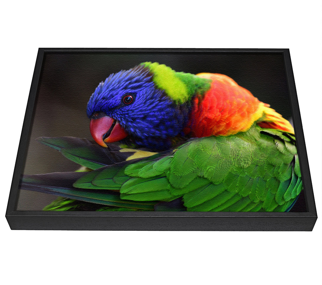 A picture of a Colourful Parrot Feather Peck framed canvas print sold by Wallart-Direct.co.uk