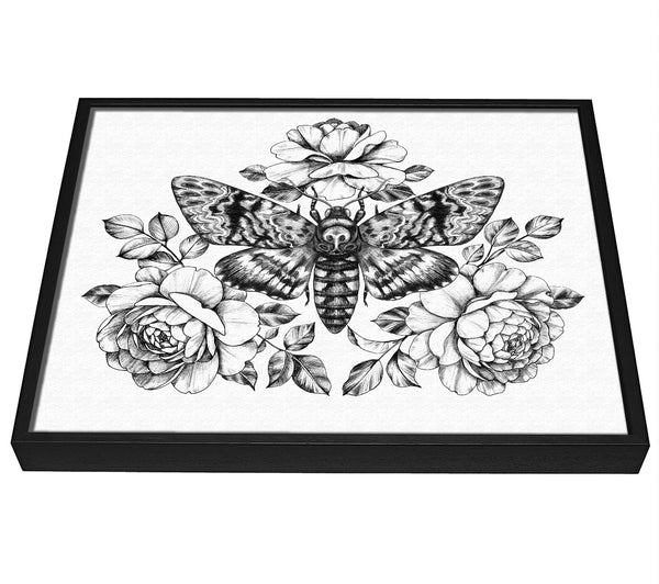 A picture of a Death Head Moth framed canvas print sold by Wallart-Direct.co.uk