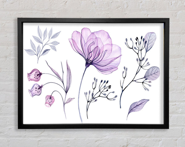 Small Lilac Crocus Illustration