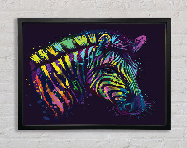 Rainbow Zebra Life