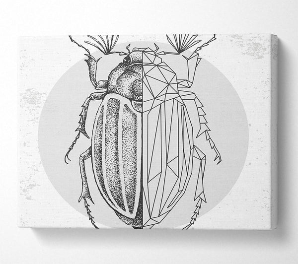 The Beetle Sketch