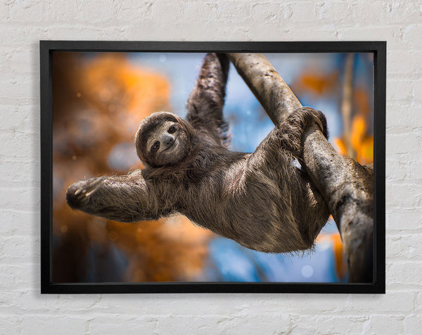 Sloth Hanging From A Tree