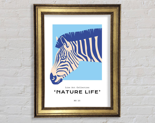 Zebra Nature