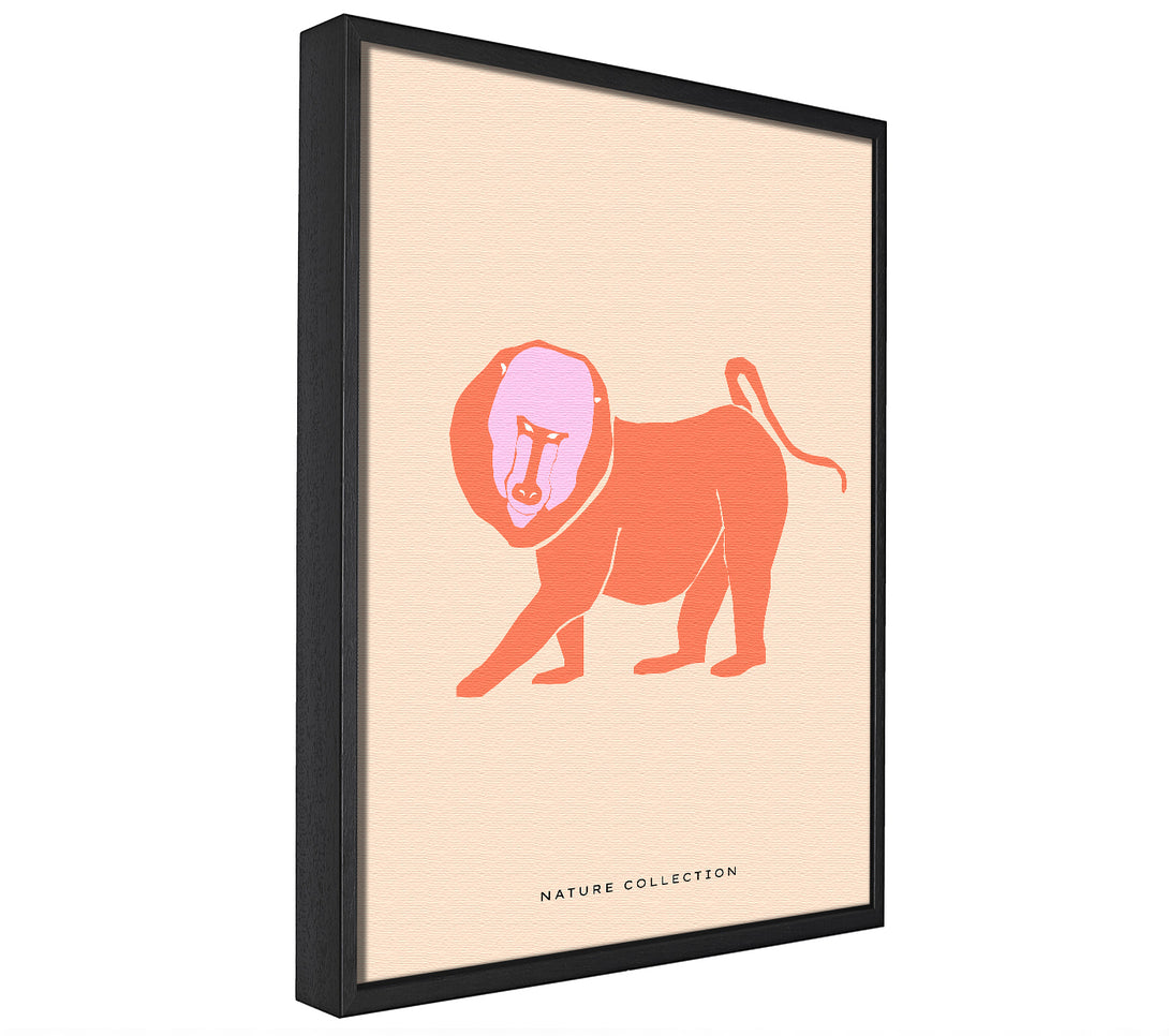 A picture of a Orange Mandrill framed canvas print sold by Wallart-Direct.co.uk