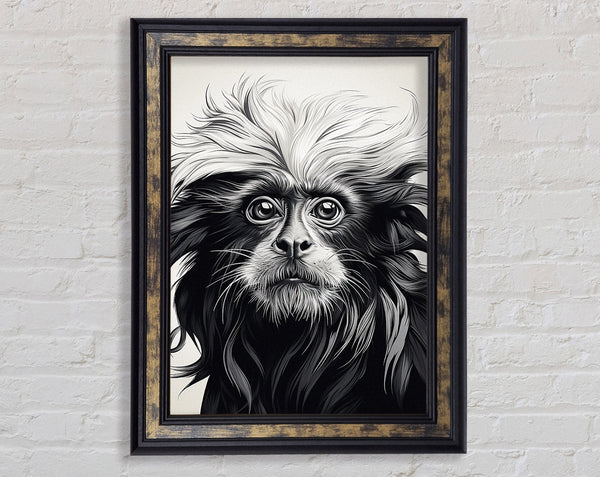 Walnut Lion Tamarin