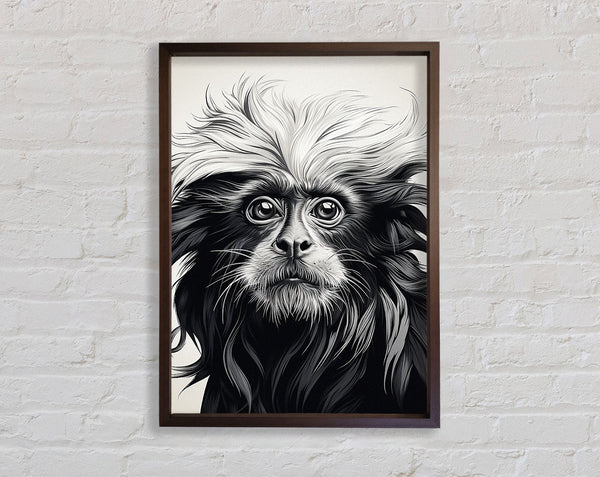 Walnut Lion Tamarin