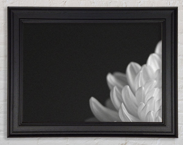 Chrysanthemum Black And White