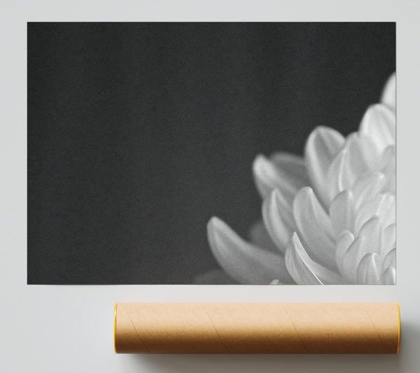 Chrysanthemum Black And White