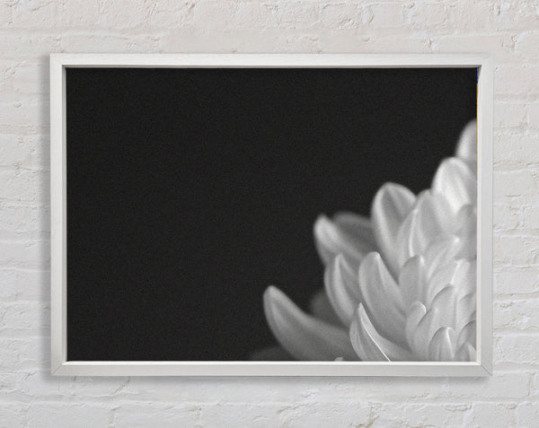 Chrysanthemum White And White