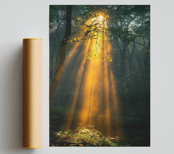 Golden Forest Rays