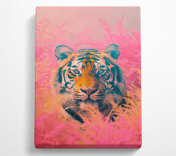 Pink Tiger Gaze