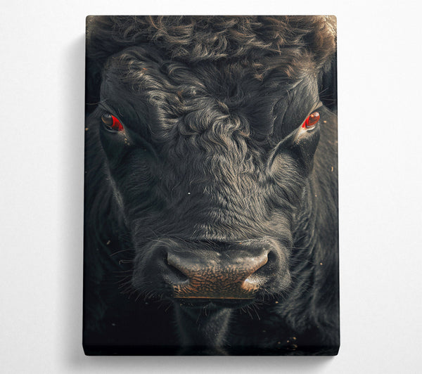 Black Bull Stare