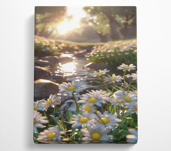 Golden Stream Daisies