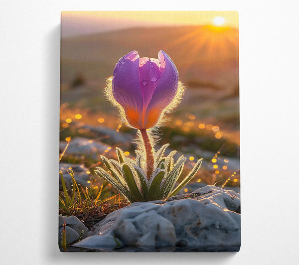 Purple Bloom Sunrise